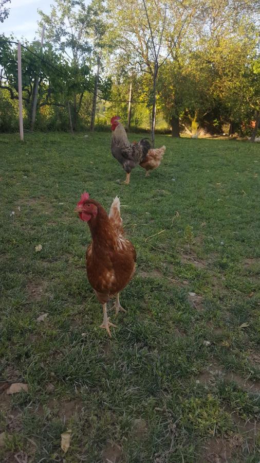 Agriturismo La Ginestrella Civitella D'Arna Bagian luar foto